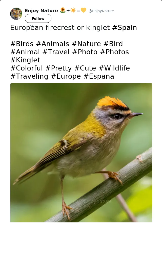 RT @EnjoyNature: European firecrest or kinglet #Spain

#Birds #Animals #Nature #Bird #Animal #Travel #Photo #Photos #Kinglet 
#Colorful #Pr…