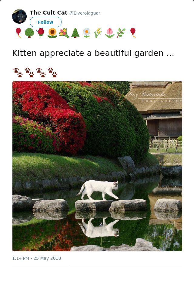 RT @Elverojaguar: 🎈🌳🌹🌻💐🌲🌼🌾🌷🌿🎈

Kitten appreciate a beautiful garden ...

🐾🐾🐾🐾