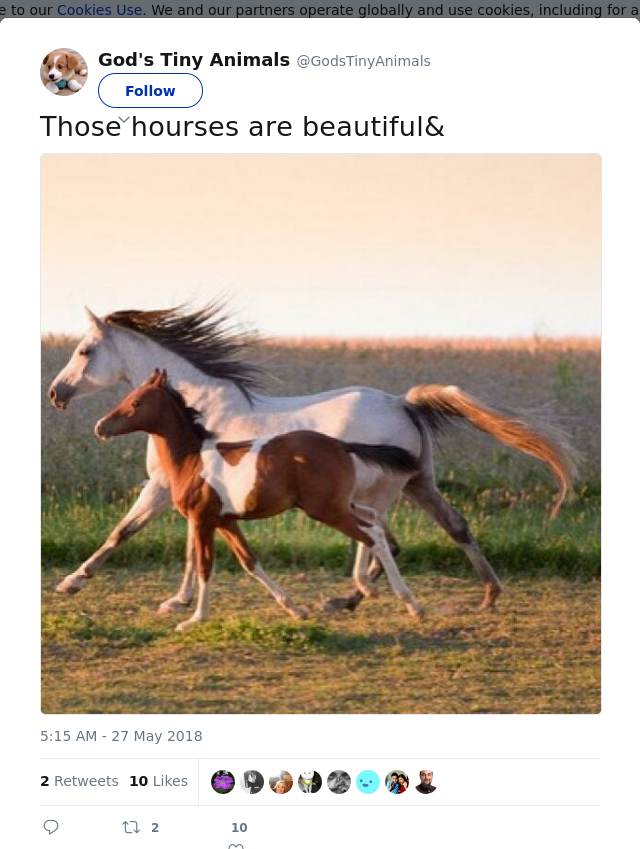RT @GodsTinyAnimals: Those hourses are beautiful&amp;