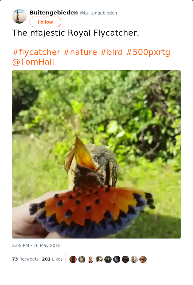 RT @buitengebieden: The majestic Royal Flycatcher.

#flycatcher #nature #bird #500pxrtg @TomHall