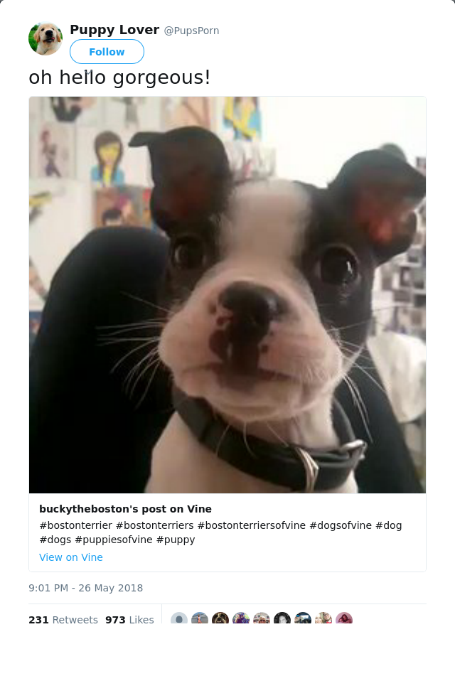 RT @PupsPorn: oh hello gorgeous!