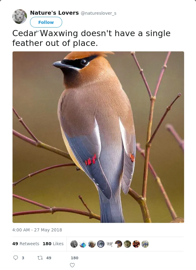 RT @natureslover_s: Cedar Waxwing doesn't have a single feather out of place.