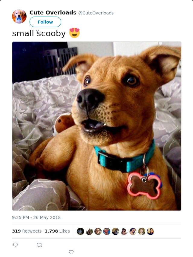 RT @CuteOverloads: small scooby 😍