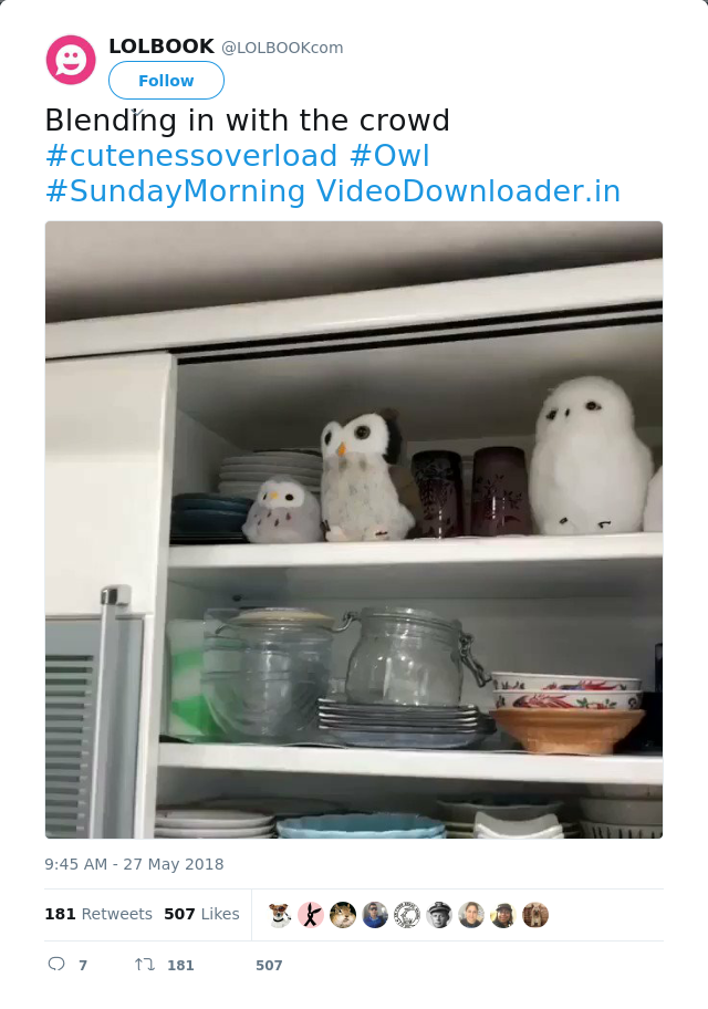 RT @LOLBOOKcom: Blending in with the crowd #cutenessoverload #Owl #SundayMorning