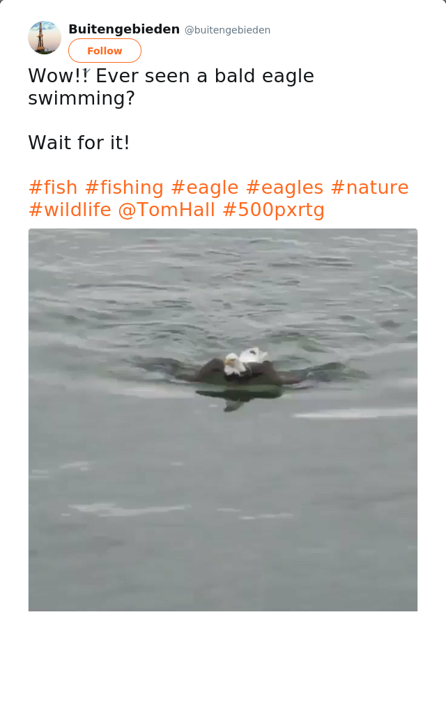 RT @buitengebieden: Wow!! Ever seen a bald eagle swimming? 

Wait for it!

#fish #fishing #eagle #eagles #nature #wildlife @TomHall #500pxr…