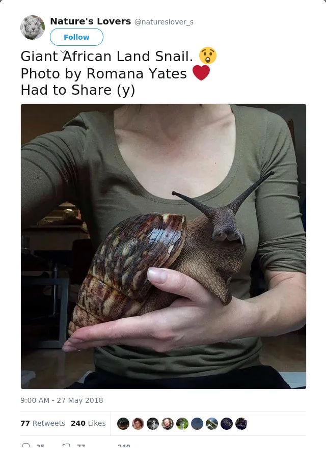 RT @natureslover_s: Giant African Land Snail. 😲
Photo by Romana Yates ❤
Had to Share (y)
