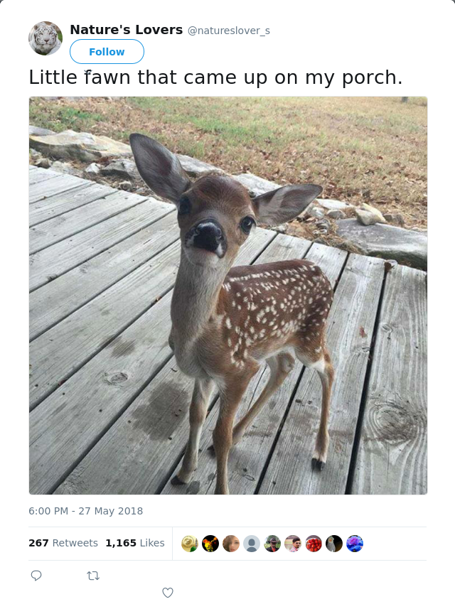 RT @natureslover_s: Little fawn that came up on my porch.