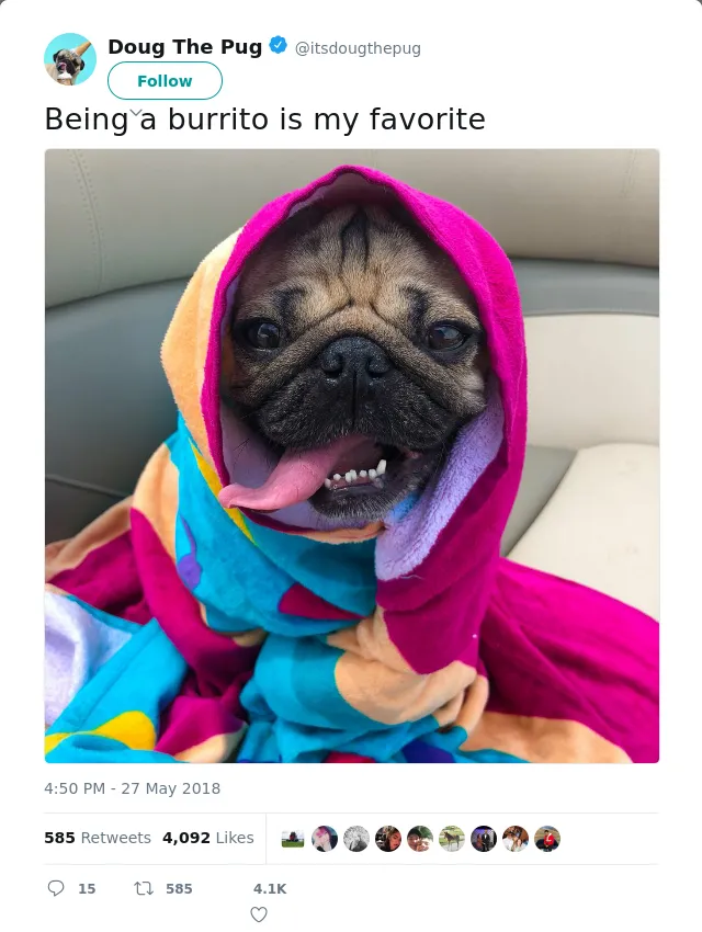 RT @itsdougthepug: Being a burrito is my favorite