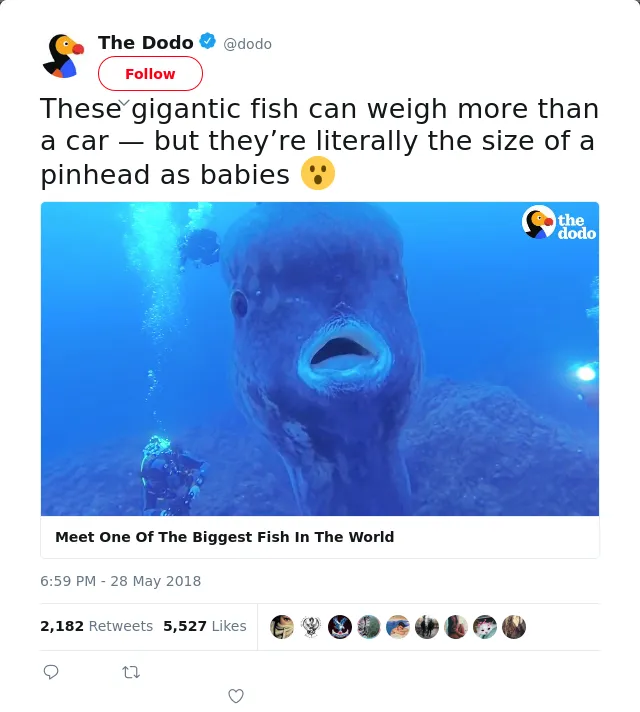 RT @dodo: These gigantic fish can weigh more than a car — but they’re literally the size of a pinhead as babies 😮