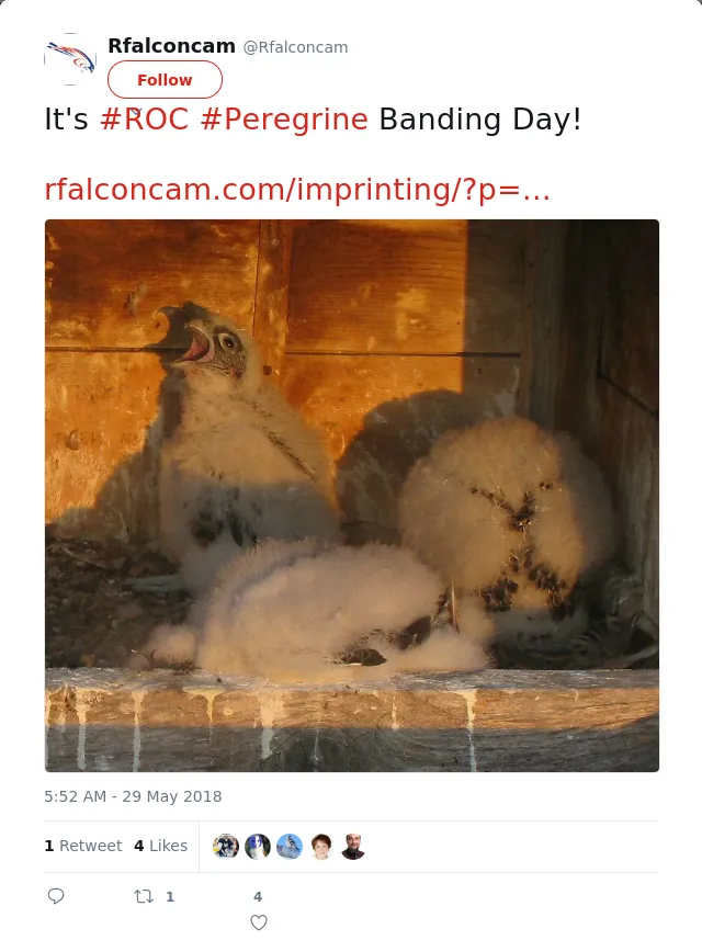 RT @Rfalconcam: It's #ROC #Peregrine Banding Day!