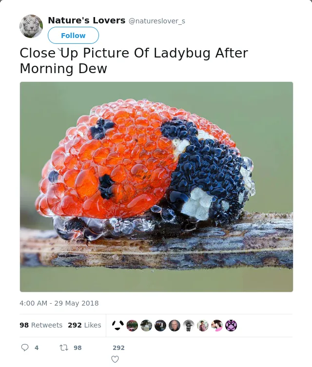 RT @natureslover_s: Close Up Picture Of Ladybug After Morning Dew