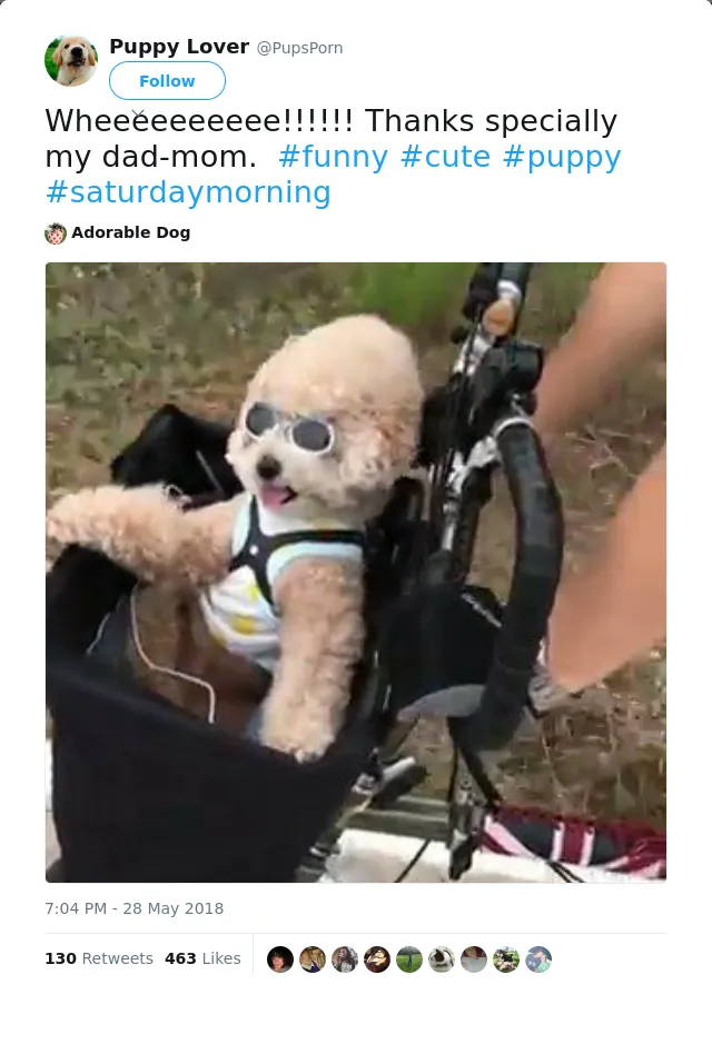 RT @PupsPorn: Wheeeeeeeeee!!!!!! Thanks specially my dad-mom.  #funny #cute #puppy #saturdaymorning