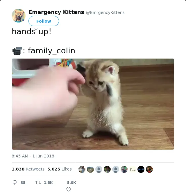 RT @EmrgencyKittens: hands up! 

📹: family_colin