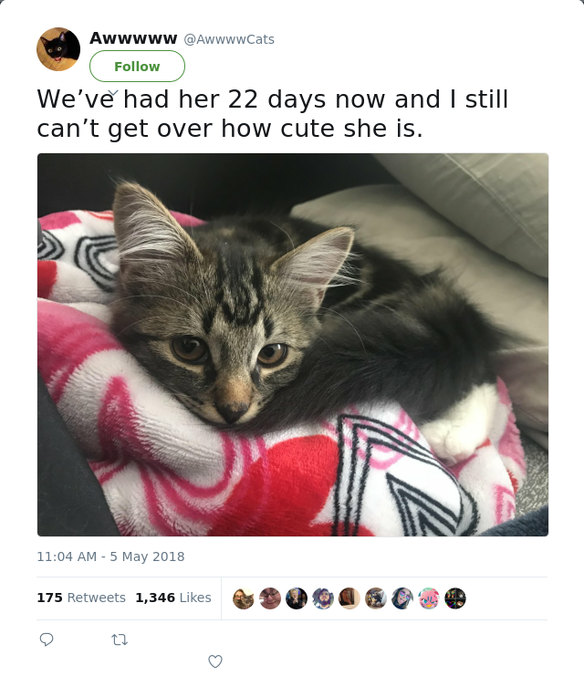 RT @AwwwwCats: We’ve had her 22 days now and I still can’t get over how cute she is.