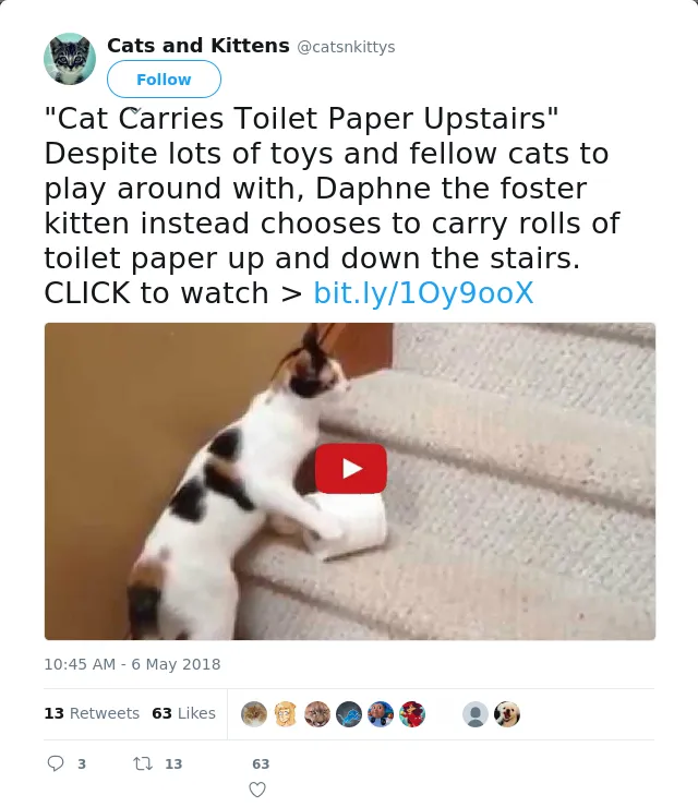 RT @catsnkittys: "Cat Carries Toilet Paper Upstairs"
Despite lots of toys and fellow cats to play around with, Daphne the foster kitten ins…