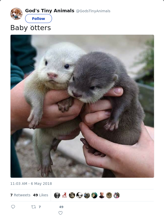 RT @GodsTinyAnimals: Baby otters