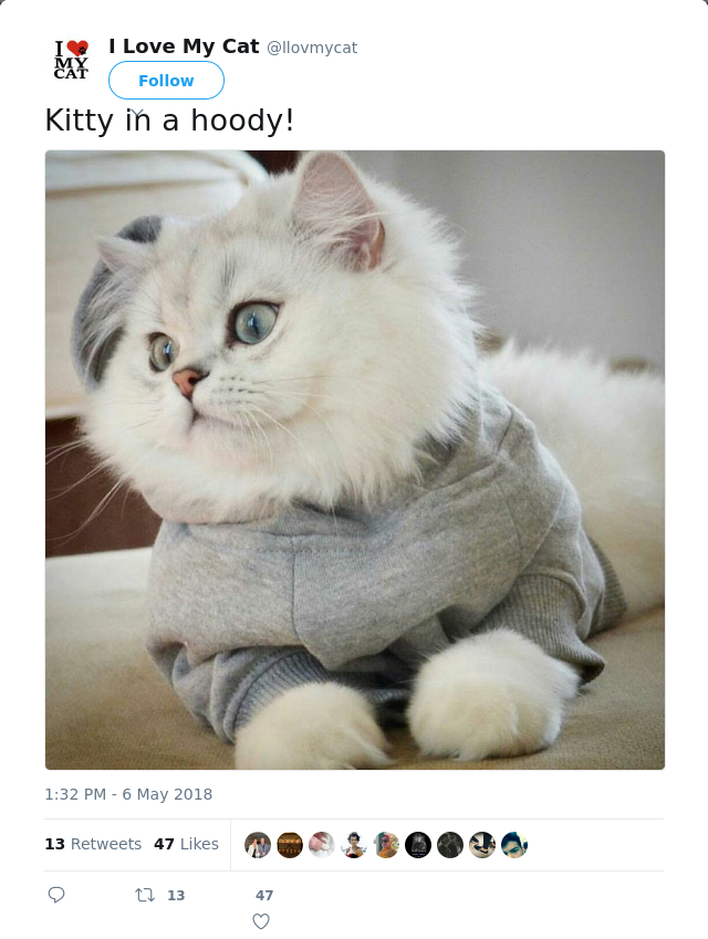 RT @llovmycat: Kitty in a hoody!