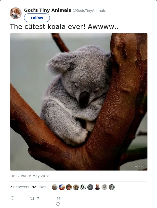 RT @GodsTinyAnimals: The cutest koala ever! Awwww..