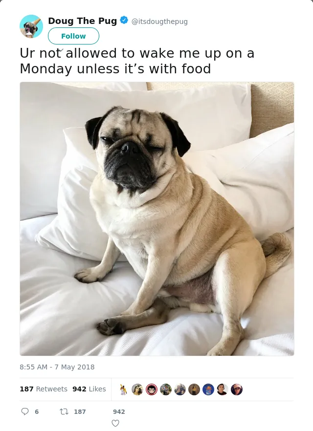 RT @itsdougthepug: Ur not allowed to wake me up on a Monday unless it’s with food