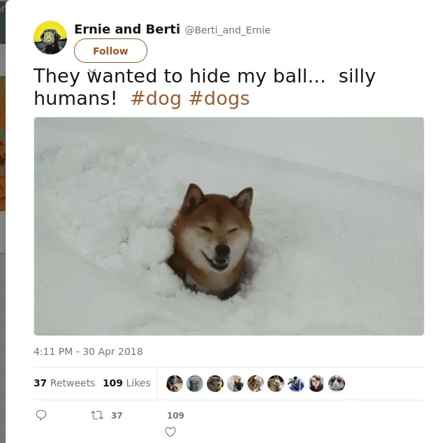 RT @Berti_and_Ernie: They wanted to hide my ball...  silly humans!  #dog #dogs