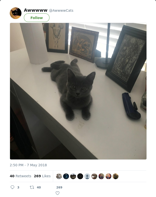 RT @AwwwwCats:
