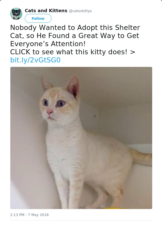 RT @catsnkittys: Nobody Wanted to Adopt this Shelter Cat, so He Found a Great Way to Get Everyone’s Attention!
CLICK to see what this kitty…