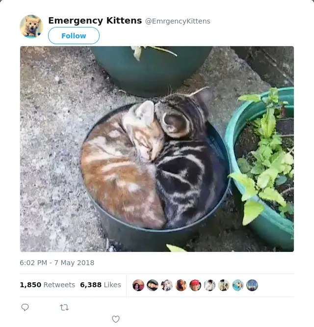 RT @EmrgencyKittens: