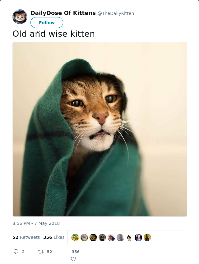 RT @TheDaiIyKitten: Old and wise kitten
