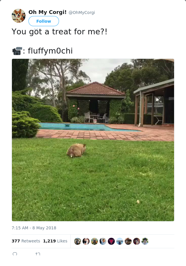 RT @OhMyCorgi: You got a treat for me?! 

📹: fluffym0chi