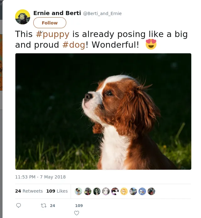 RT @Berti_and_Ernie: This #puppy is already posing like a big and proud #dog! Wonderful!  😍