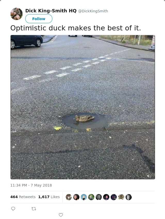 RT @DickKingSmith: Optimistic duck makes the best of it.
