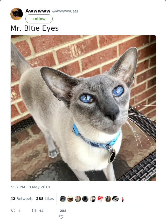 RT @AwwwwCats: Mr. Blue Eyes