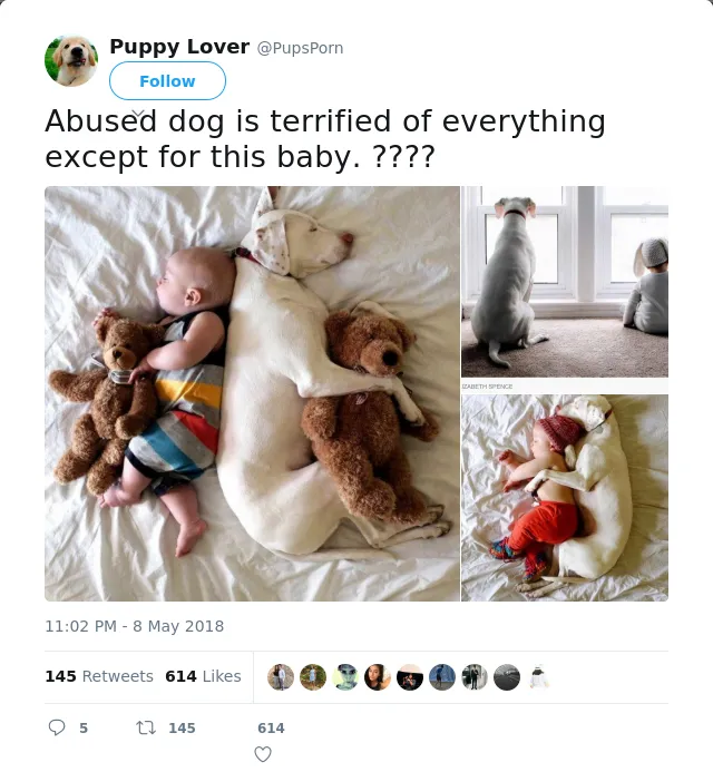 RT @PupsPorn: Abused dog is terrified of everything except for this baby. ????