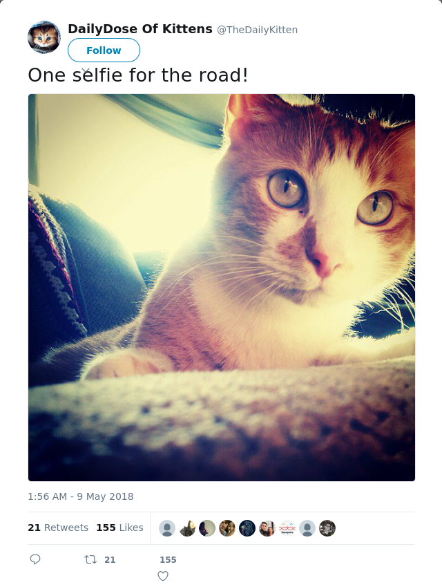 RT @TheDaiIyKitten: One selfie for the road!