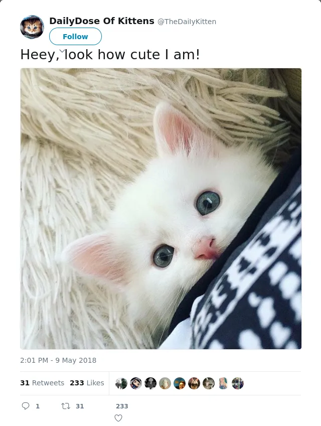 RT @TheDaiIyKitten: Heey, look how cute I am!