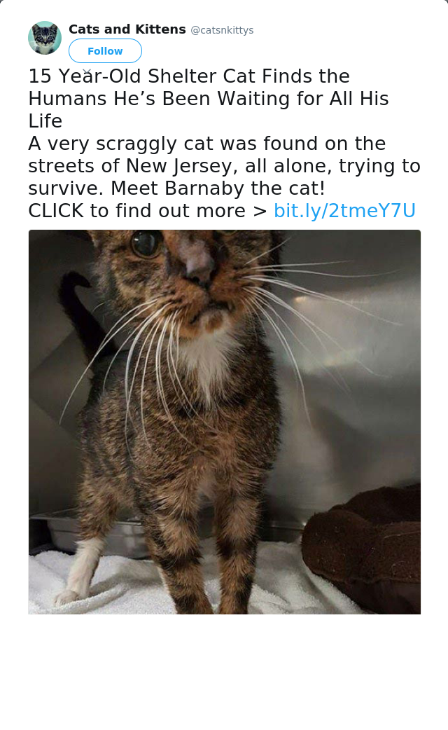 RT @catsnkittys: 15 Year-Old Shelter Cat Finds the Humans He’s Been Waiting for All His Life
A very scraggly cat was found on the streets o…
