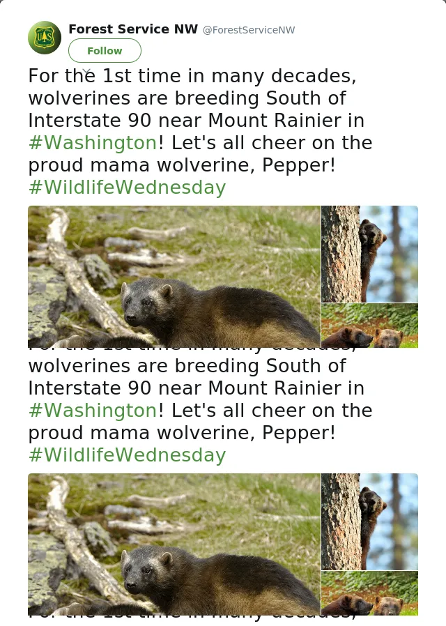 RT @ForestServiceNW: For the 1st time in many decades, wolverines are breeding South of Interstate 90 near Mount Rainier in #Washington! Le…