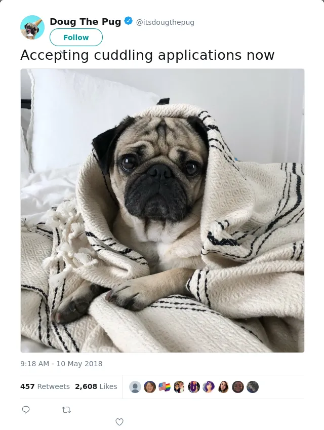 RT @itsdougthepug: Accepting cuddling applications now