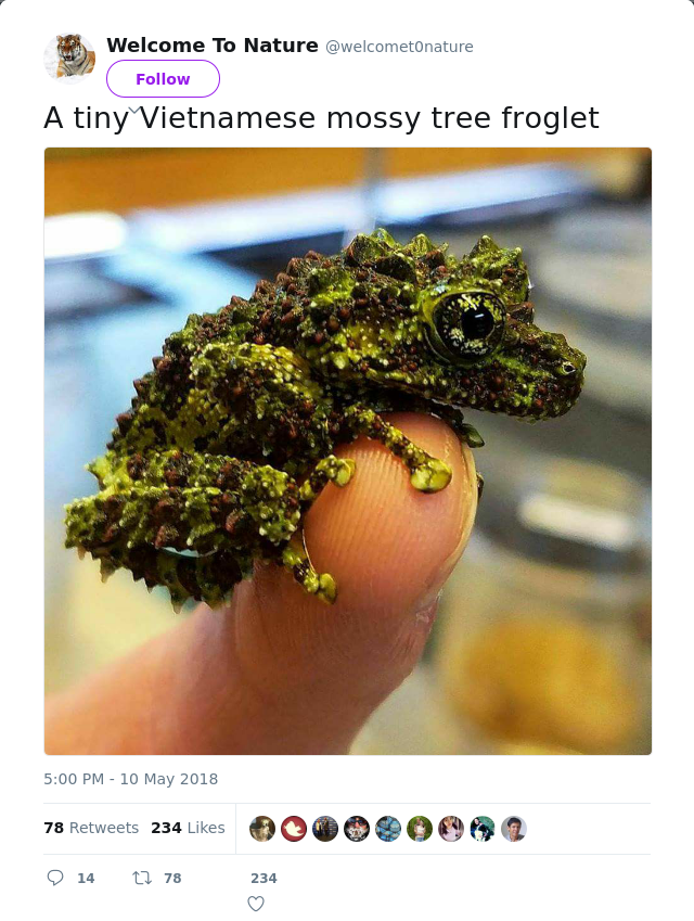 RT @welcomet0nature: A tiny Vietnamese mossy tree froglet