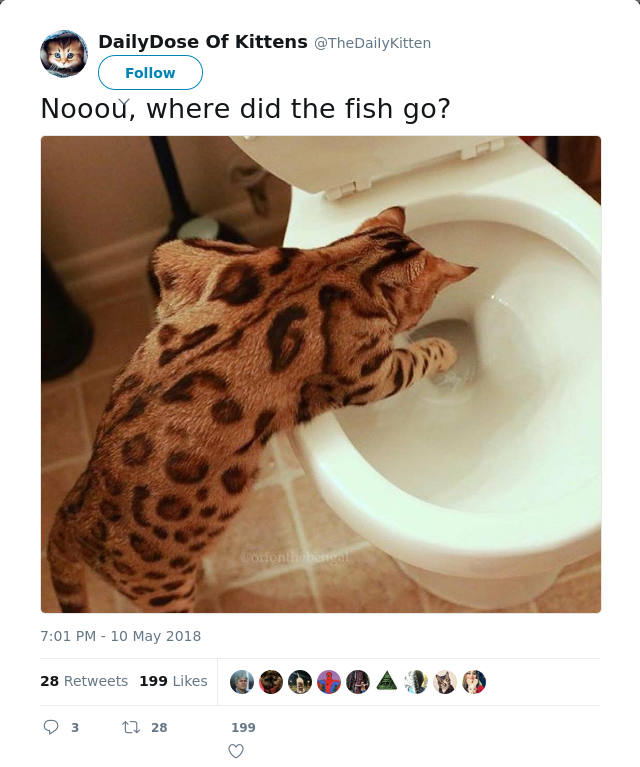 RT @TheDaiIyKitten: Nooou, where did the fish go?