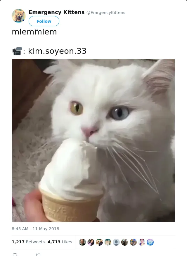 RT @EmrgencyKittens: mlemmlem 

📹: kim.soyeon.33