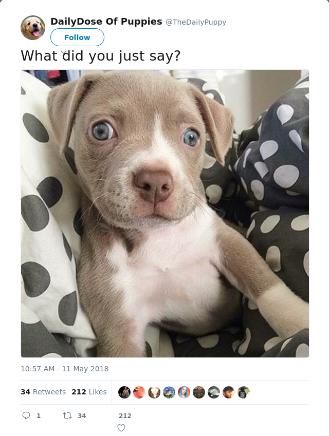 RT @TheDaiIyPuppy: What did you just say?