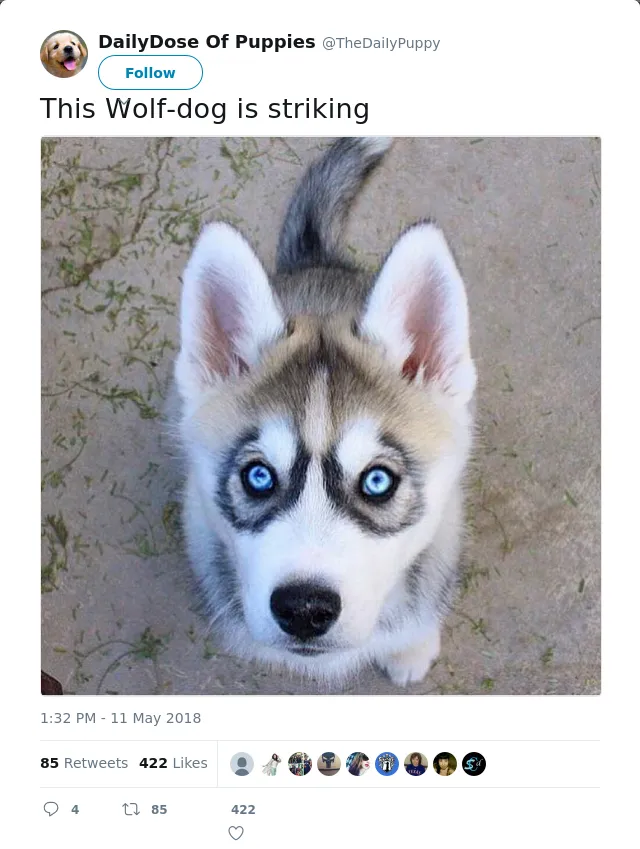 RT @TheDaiIyPuppy: This Wolf-dog is striking