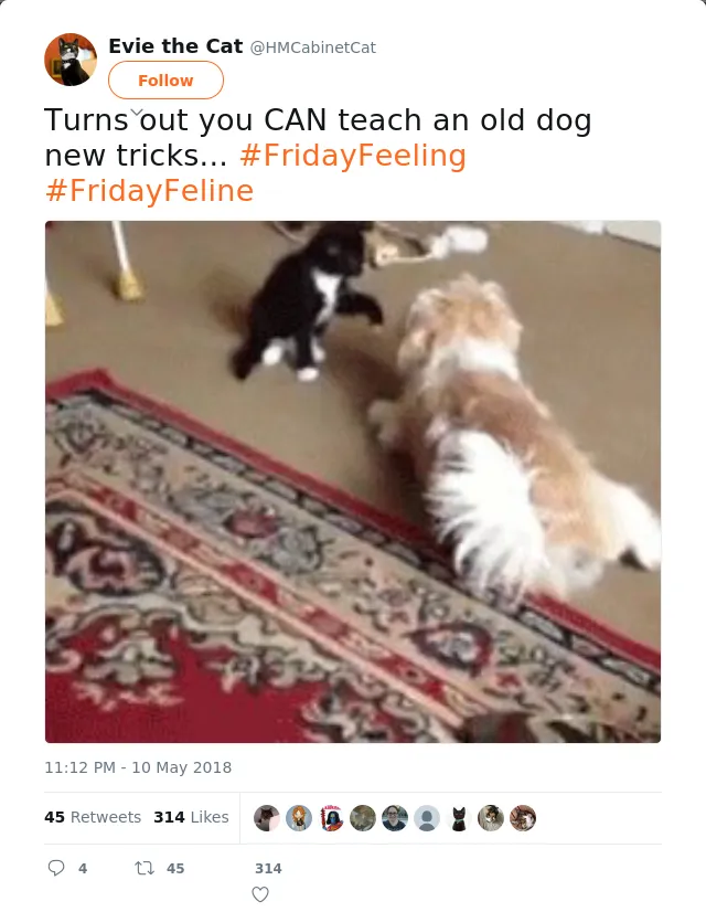 RT @HMCabinetCat: Turns out you CAN teach an old dog new tricks... #FridayFeeling #FridayFeline