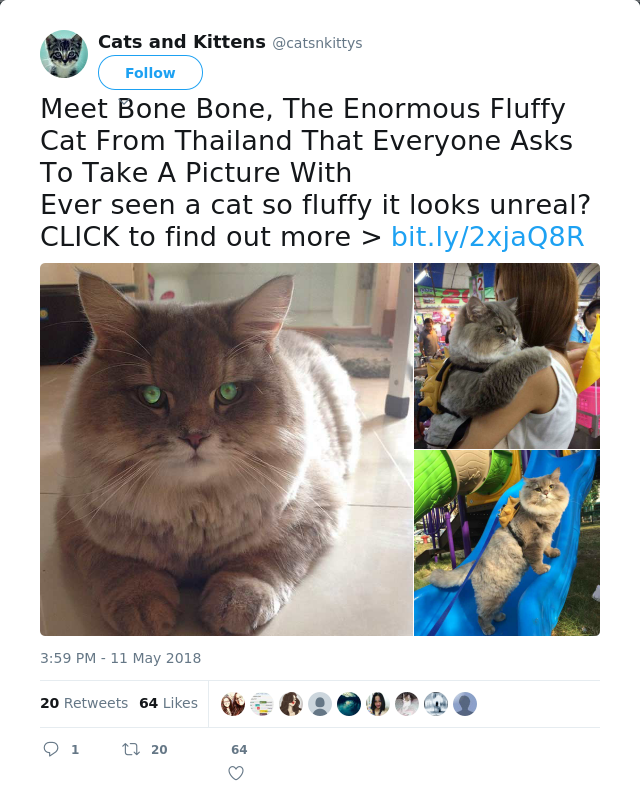 RT @catsnkittys: Meet Bone Bone, The Enormous Fluffy Cat From Thailand That Everyone Asks To Take A Picture With
Ever seen a cat so fluffy…