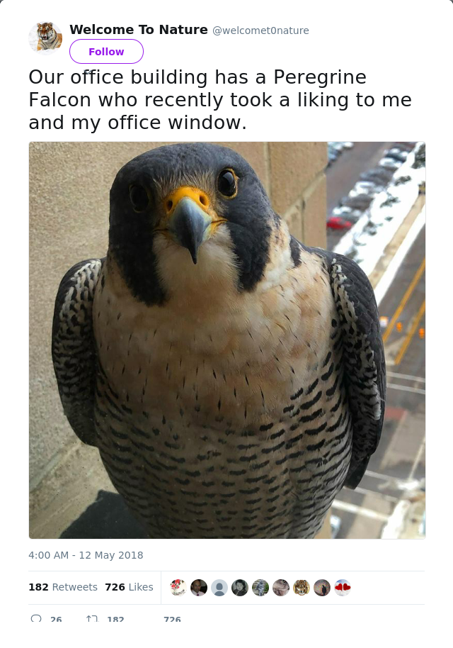 RT @welcomet0nature: Our office building has a Peregrine Falcon who recently took a liking to me and my office window.