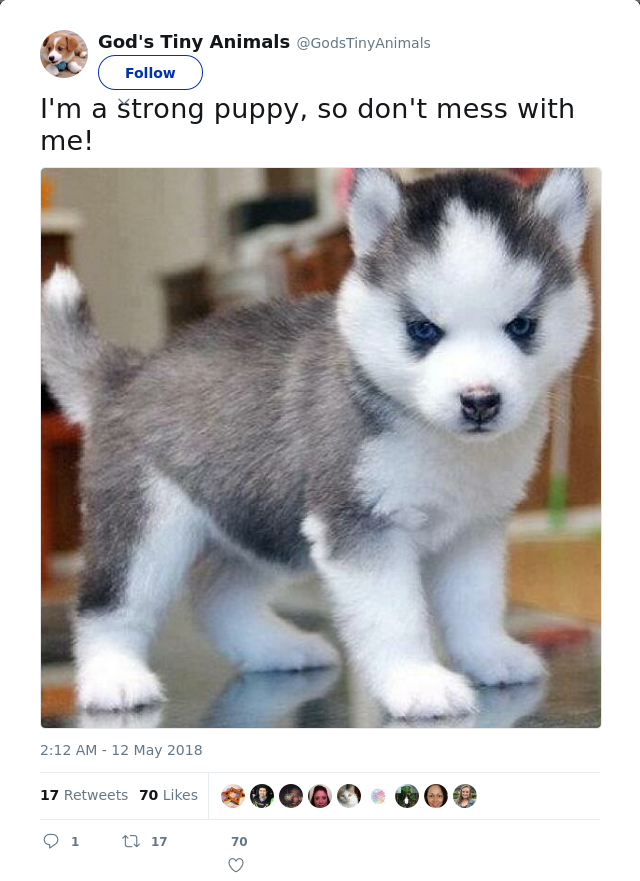 RT @GodsTinyAnimals: I'm a strong puppy, so don't mess with me!