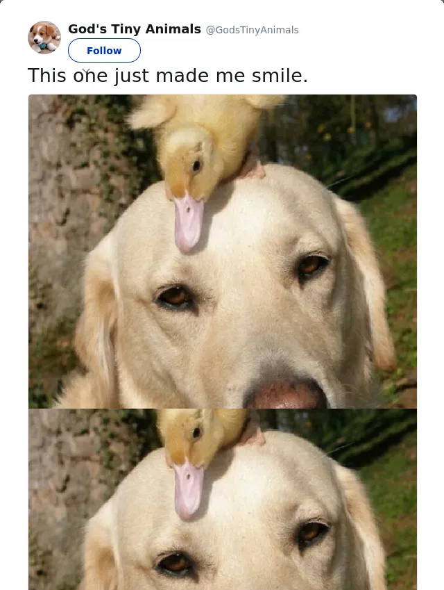 RT @GodsTinyAnimals: This one just made me smile.