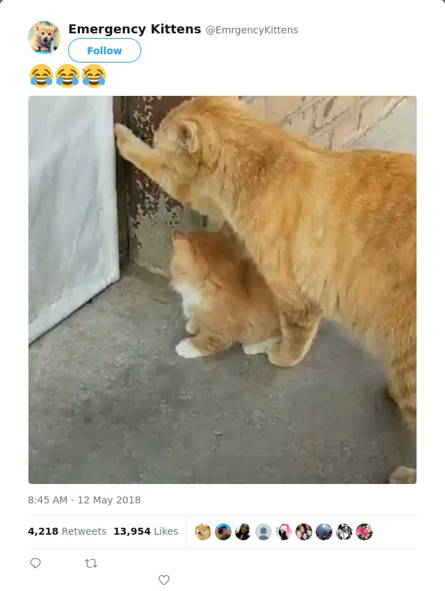 RT @EmrgencyKittens: 😂😂😂