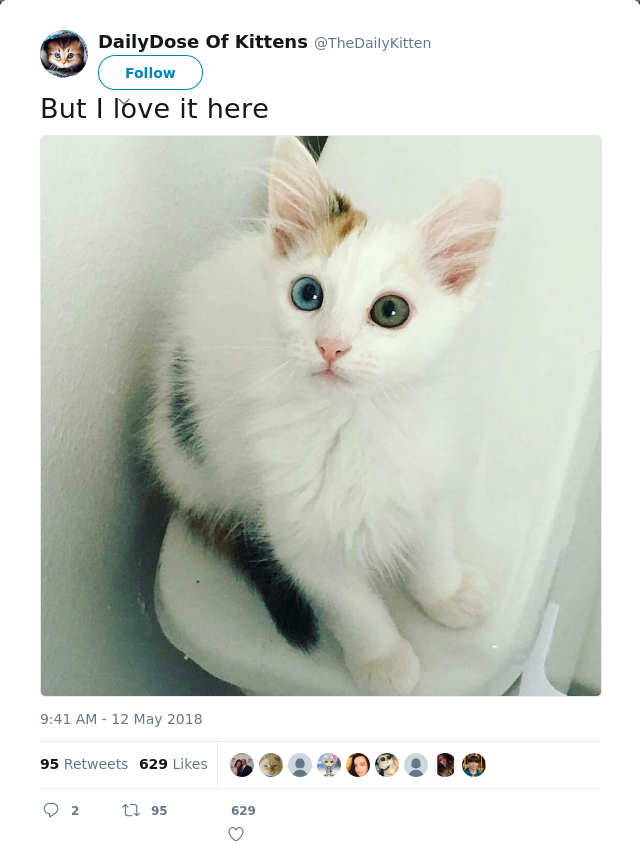 RT @TheDaiIyKitten: But I love it here